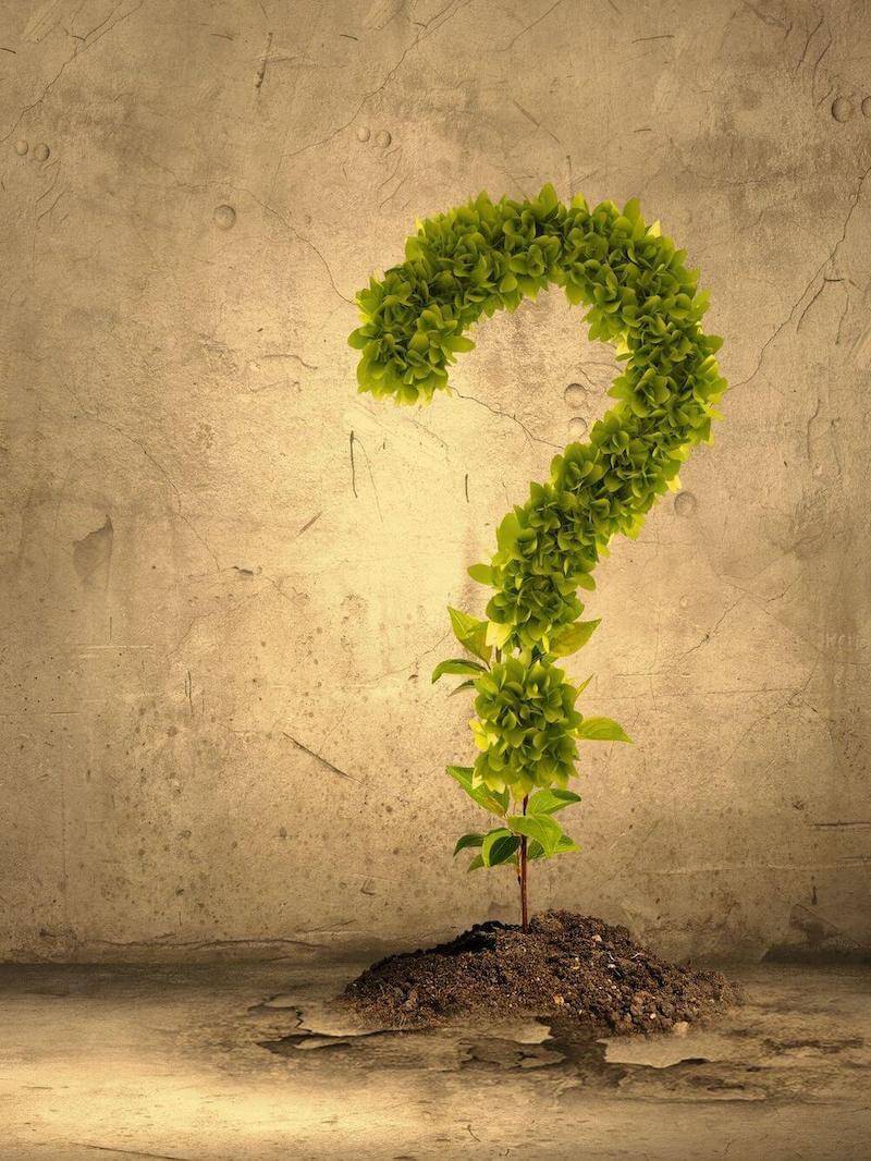 A sapling in the shape of a question mark. Jessica Harley's FAQs on Career Coaching
