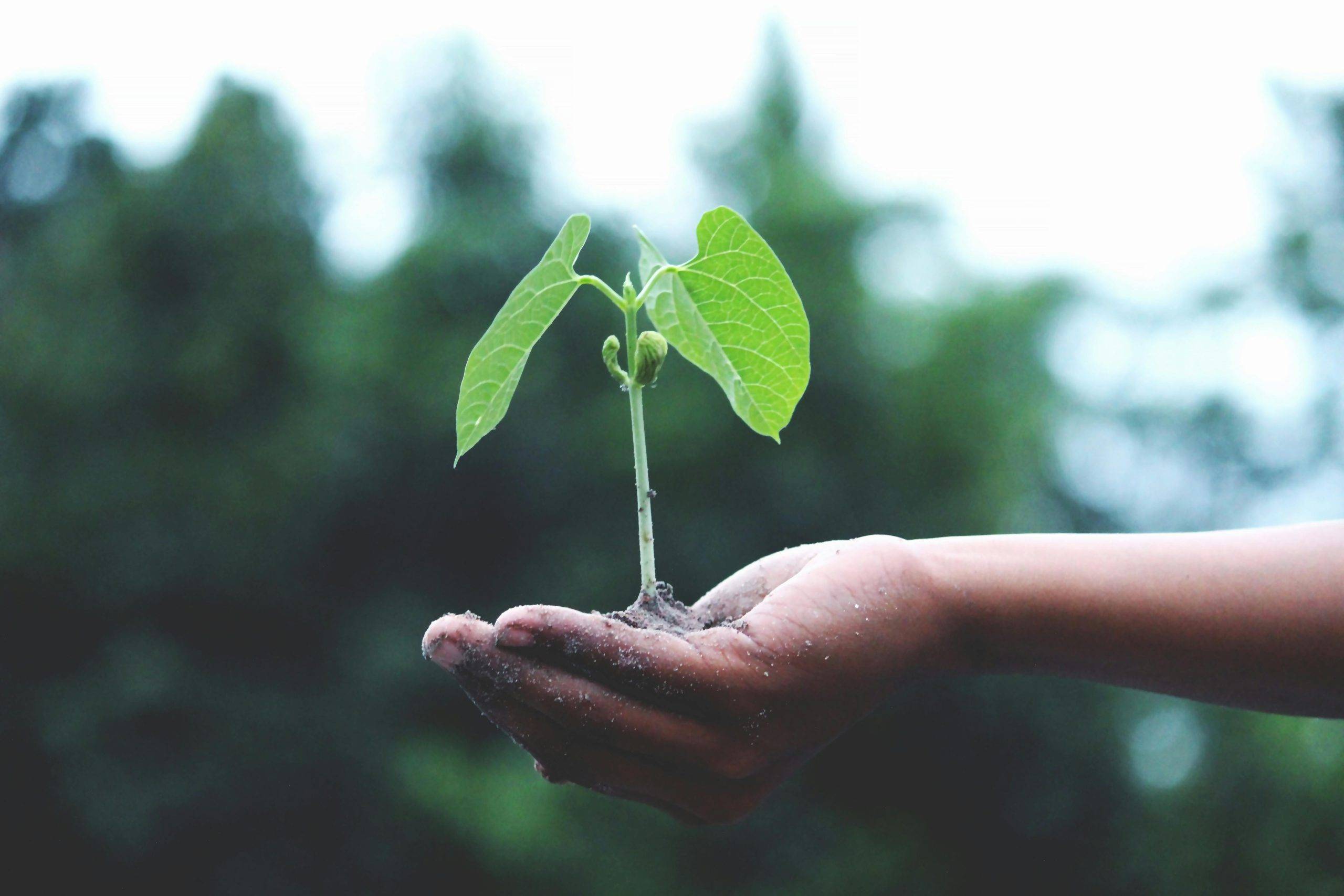 Illustration of a plant in a pot, symbolising career growth and feeling stuck in the wrong job